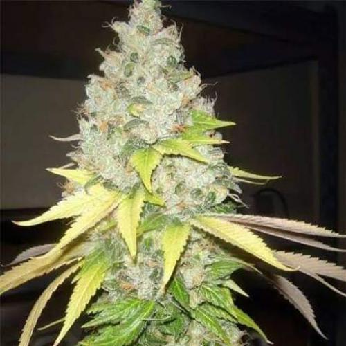 03:50:40 GMT-0800 (PST)