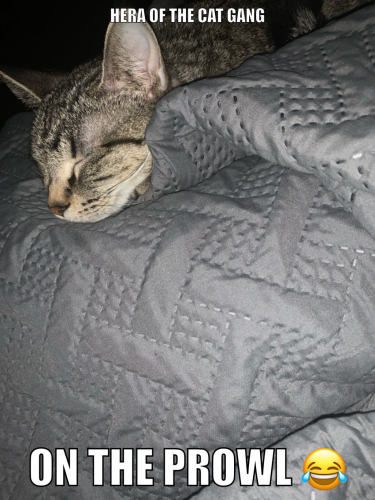 03:28:09 GMT-0600 (CST).image