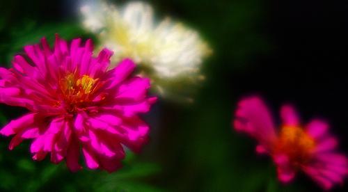 Pink Bokeh R