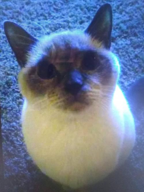 FB_IMG_1598293490541