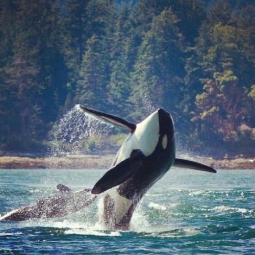 tumblr_cbdd100d9fe4f552cbc1be55ef2e8576_88c76813_540