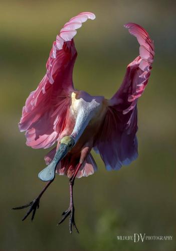 133718809_10158904413004700_3906422299450371896_o