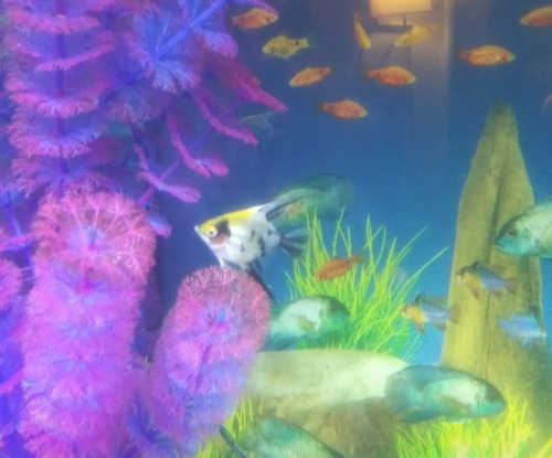 05:16:23 GMT-0600 (CST)