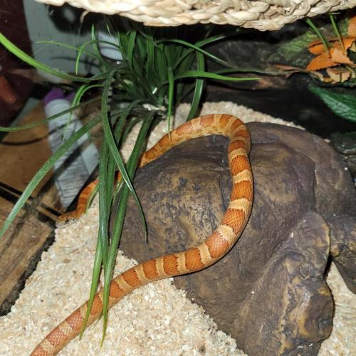 10:38:02 GMT-0500 (EST)