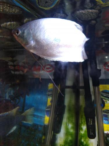 05:20:20 GMT-0600 (CST)