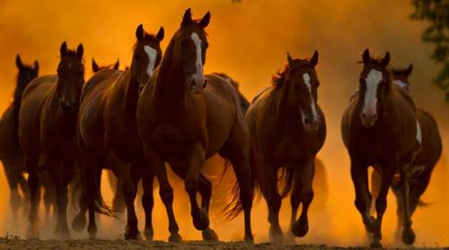 23172877_10155866697852090_8101372248722477217_n