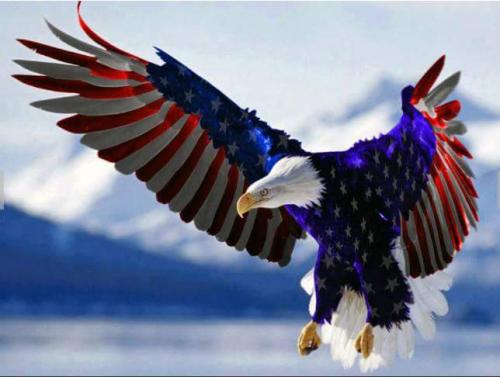 Patriotbird