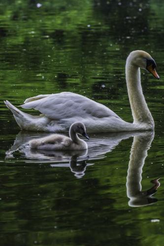 tumblr_6aa7d082e0dd924ed26186da9bbfe300_3890a840_500