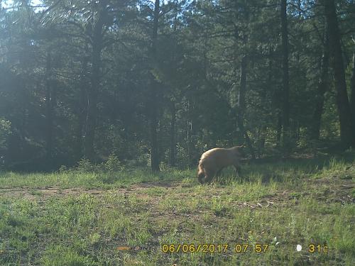 bear in the driveway
