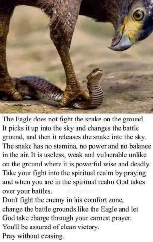 eagleandthesnake