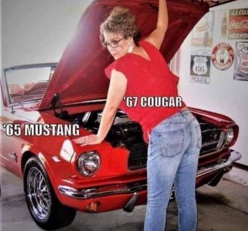 cougar