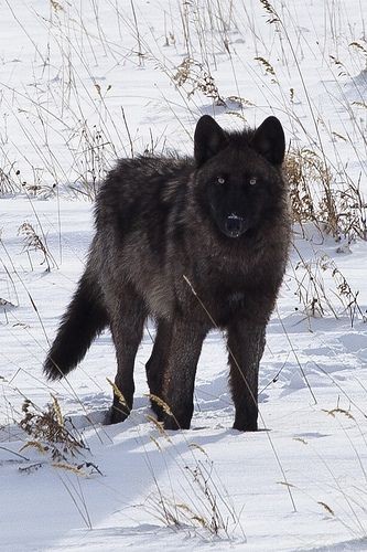 10:21:25 GMT-0600 (CST)