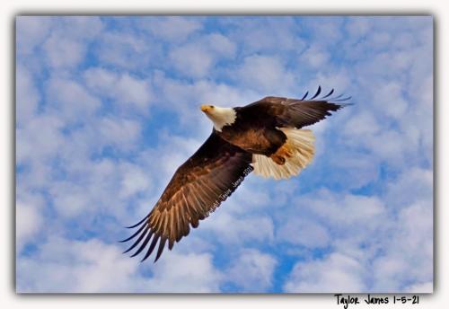 American Bald Eagle
