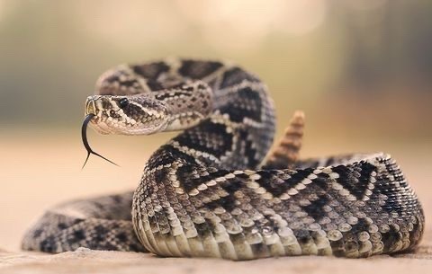 tumblr_5457d2340e9c4ec0b87adb60286d2eec_59f63479_500