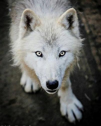 133757347_226684779025556_1567815323375491559_n