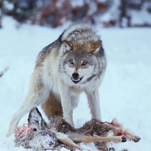 e913887b03d385a1d15464d90933eb8e