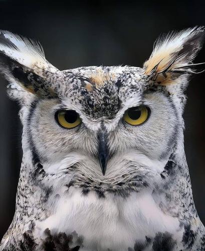 141572977_1783584045141133_6343297959686736468_o