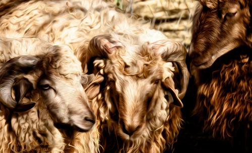 Churro clan - Bragi, Odin, Tulip