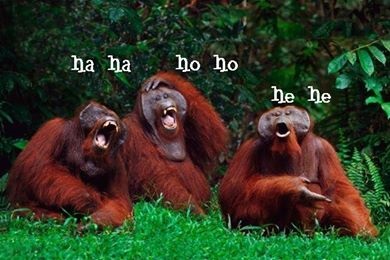 apes monkies laugh