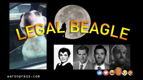 LEGAL BEAGLE THUMBNAIL