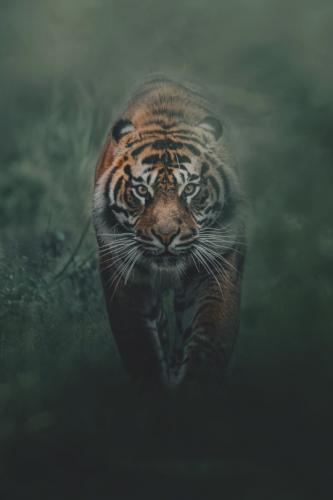 tumblr_b9fb57f3fa88638f5b5ec93ee0a895af_13235cc4_540