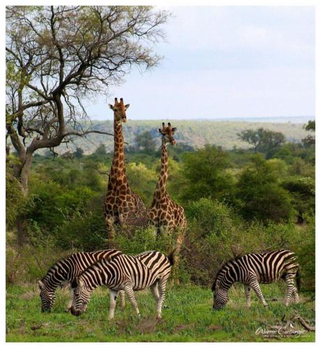 136513663_1490515821147763_950974398377478093_o