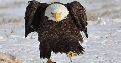 Angry Walking Eagle