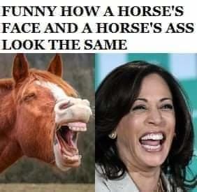 horses ass