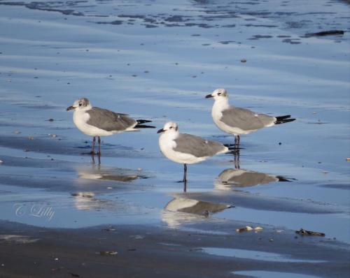 Seagulls