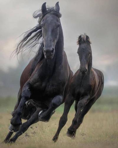 138836392_1775428935956644_88305794766296773_o