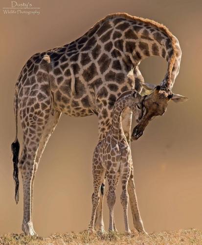 140273246_1779231392243065_769346432437877265_o