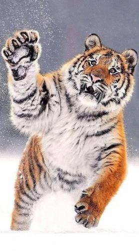 tumblr_3d6307fa359b527a053fded84e5e6ee1_81a89239_640