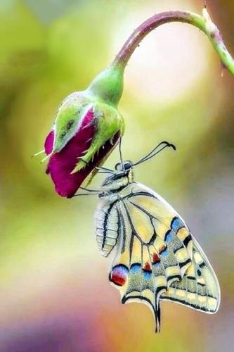 tumblr_62a8e855eaad60f3251e775b4d808a0d_85e8f367_540