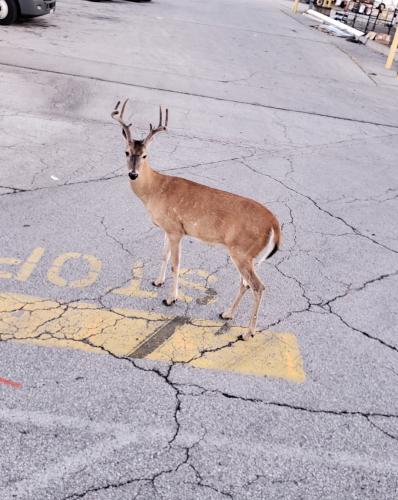 02:49:57 GMT-0600 (CST)