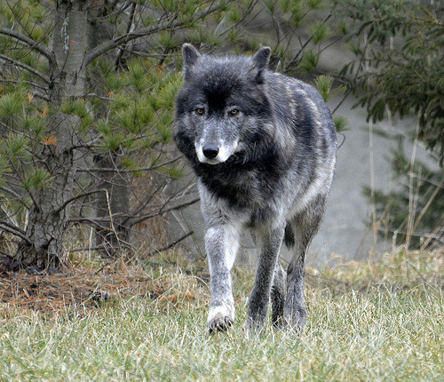 tumblr_e07cf83fe630d5db4c154bfde8907354_58951506_500