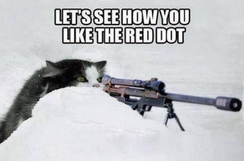 RED DOT CAT