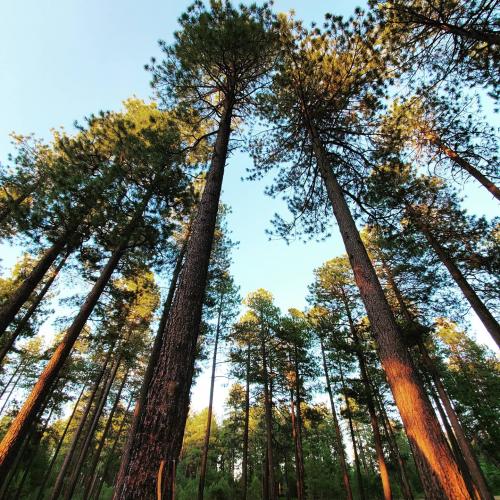 11:37:05 GMT-0700 (MST)