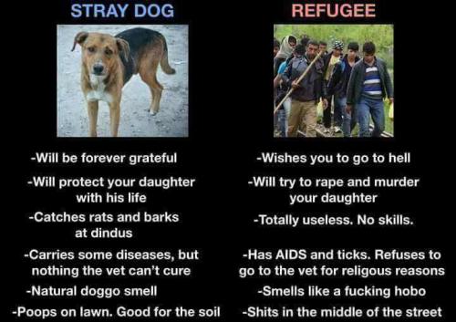illegal immigration239