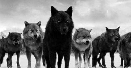 132826637_226631362364231_2782230101628550656_n