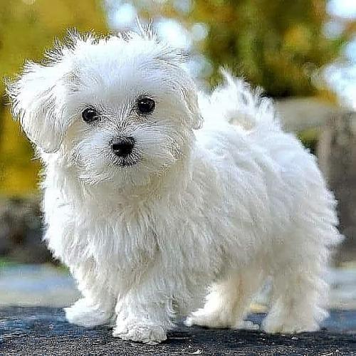 12:59:21 GMT+0000 (GMT)