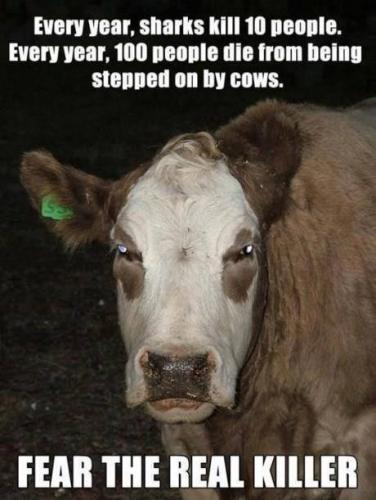 killer cow