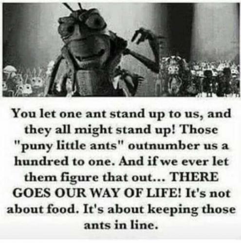 Ants