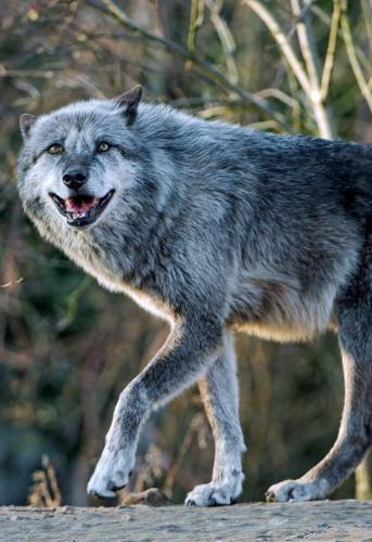 18:46:07 GMT-0600 (CST)