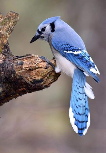 16:41:09 GMT-0600 (CST)