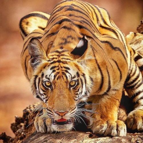 tumblr_632799a870e0d367aad57010aa41d29a_4c6b3540_540