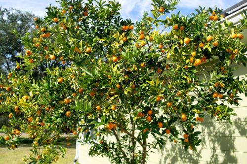 Kumquat bush, now a tree, trimmed up last spring and producing some goodies