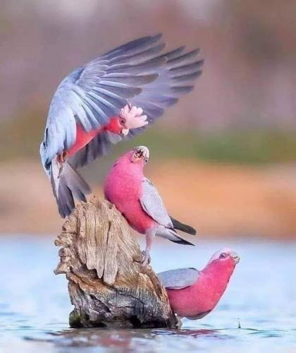 143422020_1785095811656623_3975758345834643869_n