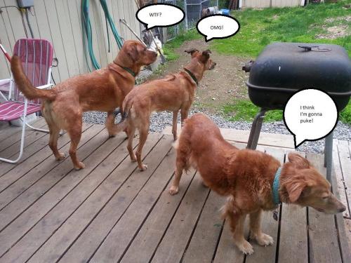 11403502_1591930177748449_2250209447169192229_n