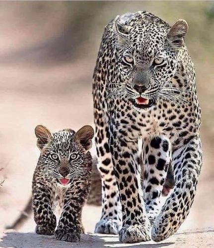 Leopard_Mum_And_Cub