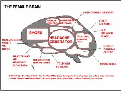 WOMENS BRAIN